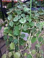 Хойя Куртиса (Hoya curtisii) подвесная DZ342 купить в Москве