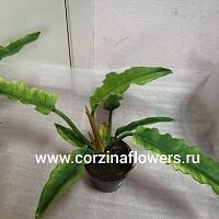 Филодендрон Нэрроу KR615 купить в Москве