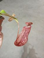 Непентес Гайя хищные растения KR2189 купить в Москве