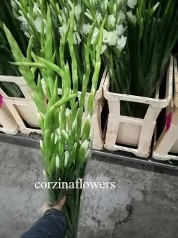 Гладиолус белый срезка 9 шт https://corzinaflowers.ru/catalog/bukety_iz_tsvetov_fruktov_ovoshchey_i_dr/srezannye_tsvety/gladiolusy_srezka/5239/