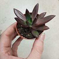 Эхеверия «Элегант Блю» — голубой суккулент-розетка | Неприхотливое стильное растение в горшке KR3493 купить в Москве