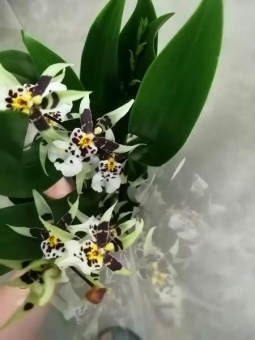 Онцидиум гибрид 561 орхидея 9см