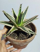 Агава Виктория Вайт Рино KR3718 купить в Москве