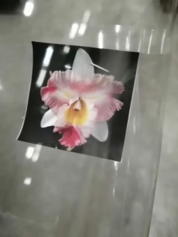 Каттлея Хэдай делайт х Мэрис Сонг орхидея 12см