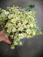 Розеточница очитковидная альба вариегата суккулент KR2803 купить в Москве