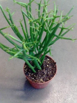 Эуфорбия Тирукалли 25-30 см кактус 12см
