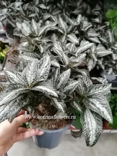 Пилея Сильвер Три Серебрянное дерево KR506 купить в Москве