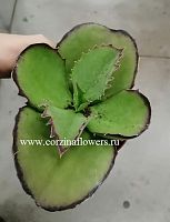 Каланхоэ Синсепала KR871 купить в Москве