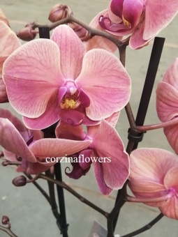 Фаленопсис Азиан Корал орхидея 12 2 ст