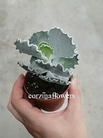 Котиледон Ундулата суккулент KR2005 купить в Москве