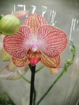 Орхидея Фаленопсис  Равело 12см