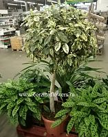 Фикус Рубигиноза вариегата штамб 130-150 см KR1098 купить в Москве