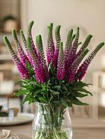 Вероника розовая Смарт Исель — срезка, нежные колоски для букетов SR38 купить в Москве