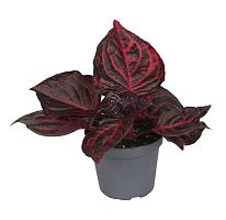 Ирезине Блудлиф KR4060 купить в Москве