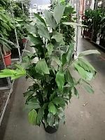 Пальма Кариотта 130-150 см KR127 купить в Москве