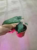 Алоказия Скальпрум (Alocasia Scalprum), коллекционное комнатное растение с узкими фактурными листьями KR2708 купить в Москве