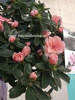 Азалия розовидная Айко кораловая DZ233 купить в Москве