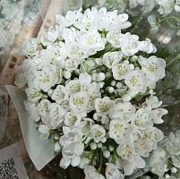 Аллиум Неополитанум — белый декоративный лук в срезке SR1119 купить в Москве