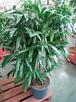 Рапис низкий 140-160см пальма KR2282 купить в Москве