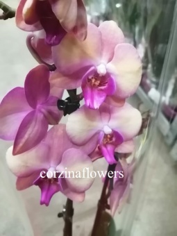 Фаленопсис Эппл орхидея О410 купить в Москве