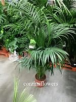 Пальма Ховея 180-200 см KR583 купить в Москве