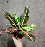 Кодиеум (Кротон) Нервия KR1186 купить в Москве