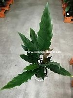 Алоказия Лаутербахиана Alocasia Lauterbachiana KR26 купить в Москве