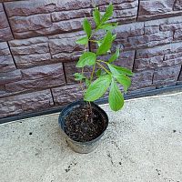 Пион древовидный Черный Лоск саженец OG312 купить в Москве