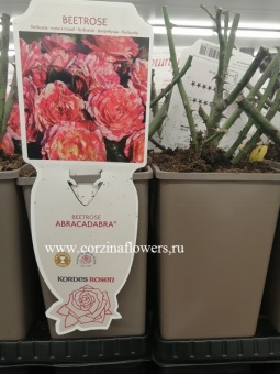 Роза флорибунда Абракадабра 2 л саженец