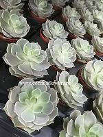 Эхеверия Лола суккулент KR213 купить в Москве