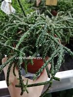 Рипсалис Пилокарпа кактус KR1345 купить в Москве