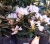 Рододендрон якушиманский Лорелей саженцы