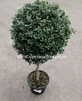 Мирт обыкновенный штамб 50-60 см KR971 купить в Москве