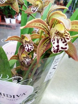 Цимбидиум Тигровый орхидея 