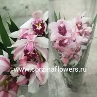Орхидея Цимбидиум розовый О169 купить в Москве