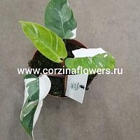Филодендрон Вайт принцесс KR1197 купить в Москве
