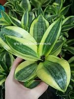 Сансевиерия Голден Ханни KR1086 купить в Москве