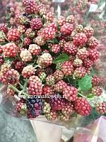 Букет из Рубуса Честер (дикой малины) 9 шт SR15 купить в Москве