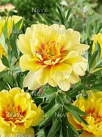 Пион ито-гибрид Бартзелла саженец OG1857 купить в Москве