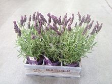 Лаванда в кашпо Garden KM22 купить в Москве
