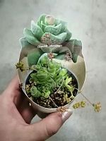 Крассула Дороти суккулент KR2484 купить в Москве