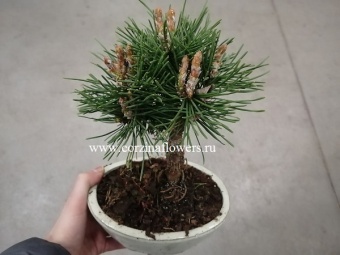 Бонсай сосна 16 20 https://corzinaflowers.ru/catalog/komnatnye_rasteniya_i_tsvety/bonsay/bonsay_sosna/3309/