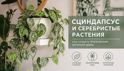 Сциндапсус Пиктус и серебристые комнатные растения: как создать стильный тропический интерьер дома