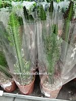 Эуфорбия Ингенс Грин 50-60 см KR168 купить в Москве