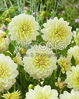 Георгина декоративная Мд 77 корневище L672 купить в Москве