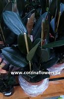 Фикус Эластика Абиджан 3 ст 60-80 см KR1195 купить в Москве