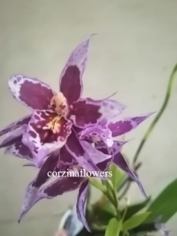 Камбрия гибрид 269 орхидея