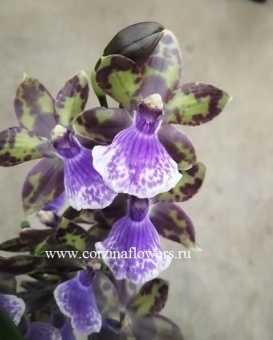 Орхидея Зигопеталум гибрид 174 https://corzinaflowers.ru/catalog/komnatnye_rasteniya_i_tsvety/2734/