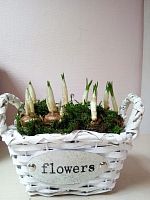 Крокусы микс в корзине flowers 7 шт KM733 купить в Москве