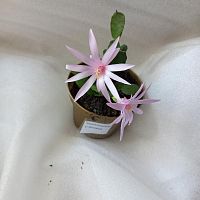 Рипсалидопсис светло-розовый кактус KR3725 купить в Москве